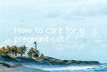 THow to care for a pregnant cat