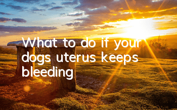 TWhat to do if your dog’s uterus keeps bleeding