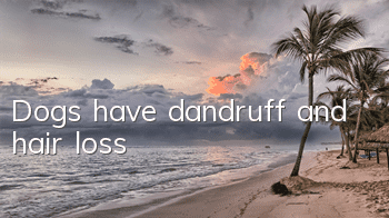 Dogs have dandruff and hair loss