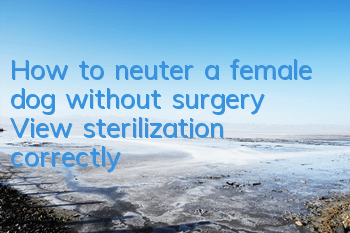 How to neuter a female dog without surgery? View sterilization correctly!