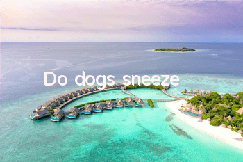TDo dogs sneeze?