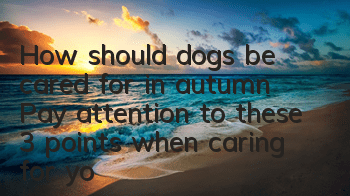 THow should dogs be cared for in autumn? Pay attention to these 3 points when caring for your dog in autumn!