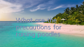 TWhat are the precautions for raising poodles?