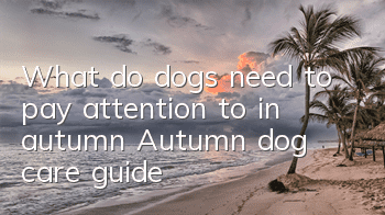 What do dogs need to pay attention to in autumn? Autumn dog care guide