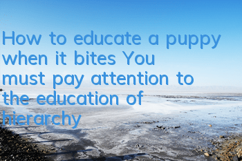 How to educate a puppy when it bites? You must pay attention to the education of hierarchy!