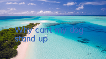 TWhy can't my dog ​​stand up?