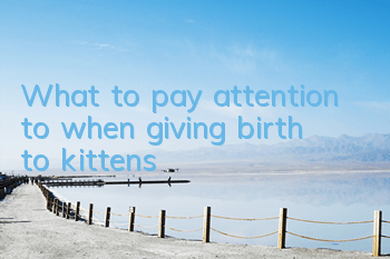 What to pay attention to when giving birth to kittens