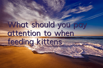 What should you pay attention to when feeding kittens?