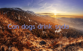 Can dogs drink soda?