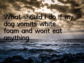 TWhat should I do if my dog ​​vomits white foam and won’t eat anything?