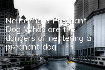 TNeutering a Pregnant Dog What are the dangers of neutering a pregnant dog?