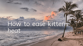 How to ease kitten’s heat