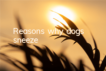 Reasons why dogs sneeze