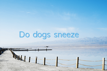 TDo dogs sneeze?