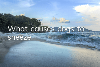 TWhat causes dogs to sneeze?