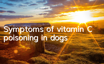 TSymptoms of vitamin C poisoning in dogs