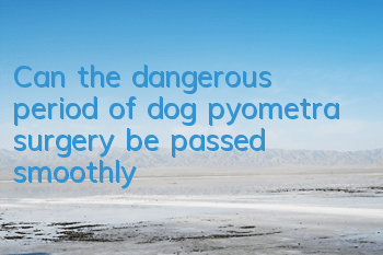 Can the dangerous period of dog pyometra surgery be passed smoothly?