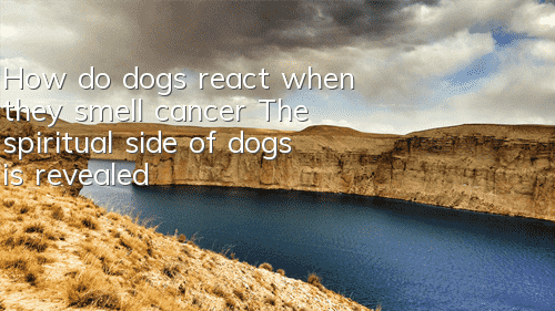 THow do dogs react when they smell cancer? The spiritual side of dogs is revealed