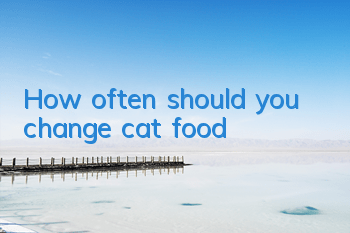 THow often should you change cat food?