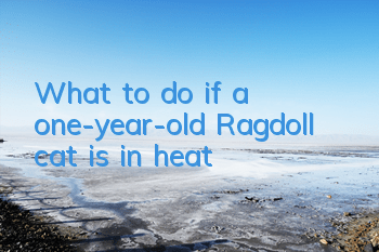 What to do if a one-year-old Ragdoll cat is in heat