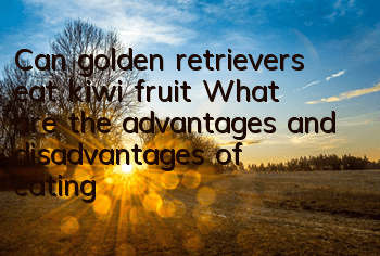 Can golden retrievers eat kiwi fruit? What are the advantages and disadvantages of eating kiwi fruit for dogs?