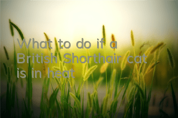 TWhat to do if a British Shorthair cat is in heat