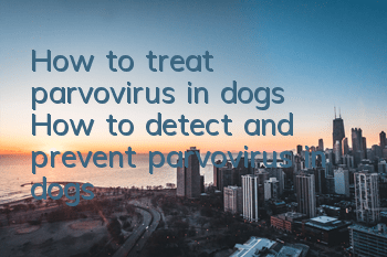THow to treat parvovirus in dogs? How to detect and prevent parvovirus in dogs?
