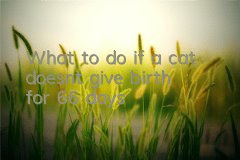What to do if a cat doesn’t give birth for 66 days