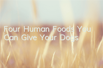 TFour Human Foods You Can Give Your Dogs