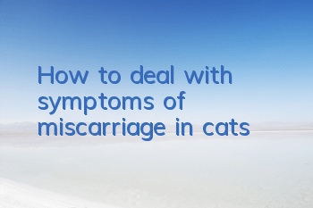 How to deal with symptoms of miscarriage in cats