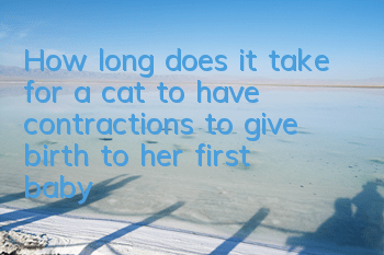 How long does it take for a cat to have contractions to give birth to her first baby?
