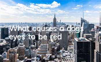 TWhat causes a dog’s eyes to be red?