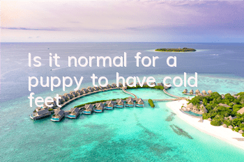 Is it normal for a puppy to have cold feet?