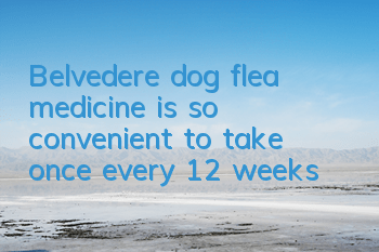 Belvedere dog flea medicine is so convenient to take once every 12 weeks!