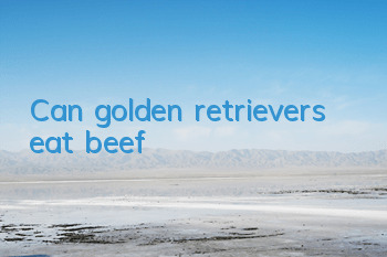 Can golden retrievers eat beef?