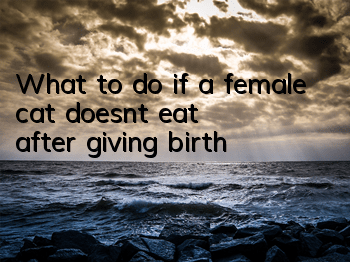 TWhat to do if a female cat doesn’t eat after giving birth