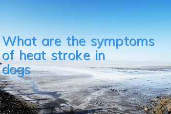 What are the symptoms of heat stroke in dogs?
