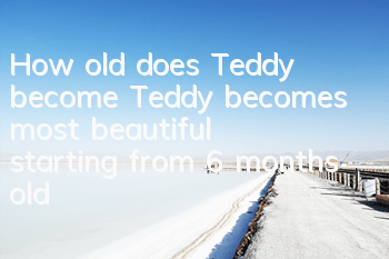 How old does Teddy become? Teddy becomes most beautiful starting from 6 months old