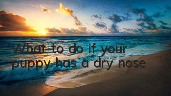 What to do if your puppy has a dry nose