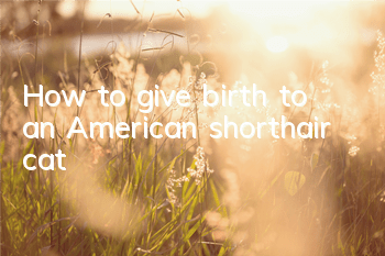 THow to give birth to an American shorthair cat
