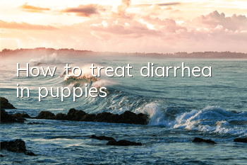 THow to treat diarrhea in puppies