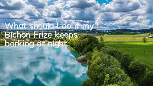 What should I do if my Bichon Frize keeps barking at night?