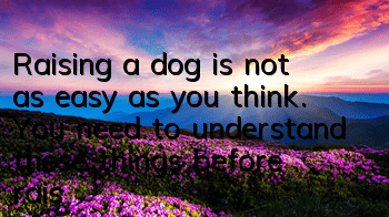 Raising a dog is not as easy as you think. You need to understand these things before raising a dog.