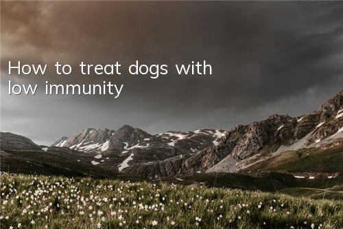 How to treat dogs with low immunity