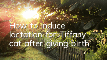 THow to induce lactation for Tiffany cat after giving birth