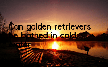 Can golden retrievers be bathed in cold water?