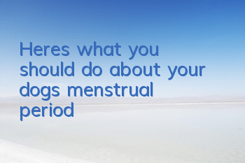 THere’s what you should do about your dog’s menstrual period!