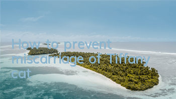 How to prevent miscarriage of Tiffany cat