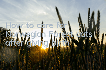 How to care for Norwegian Forest cats after giving birth