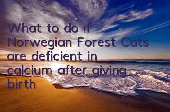 What to do if Norwegian Forest Cats are deficient in calcium after giving birth